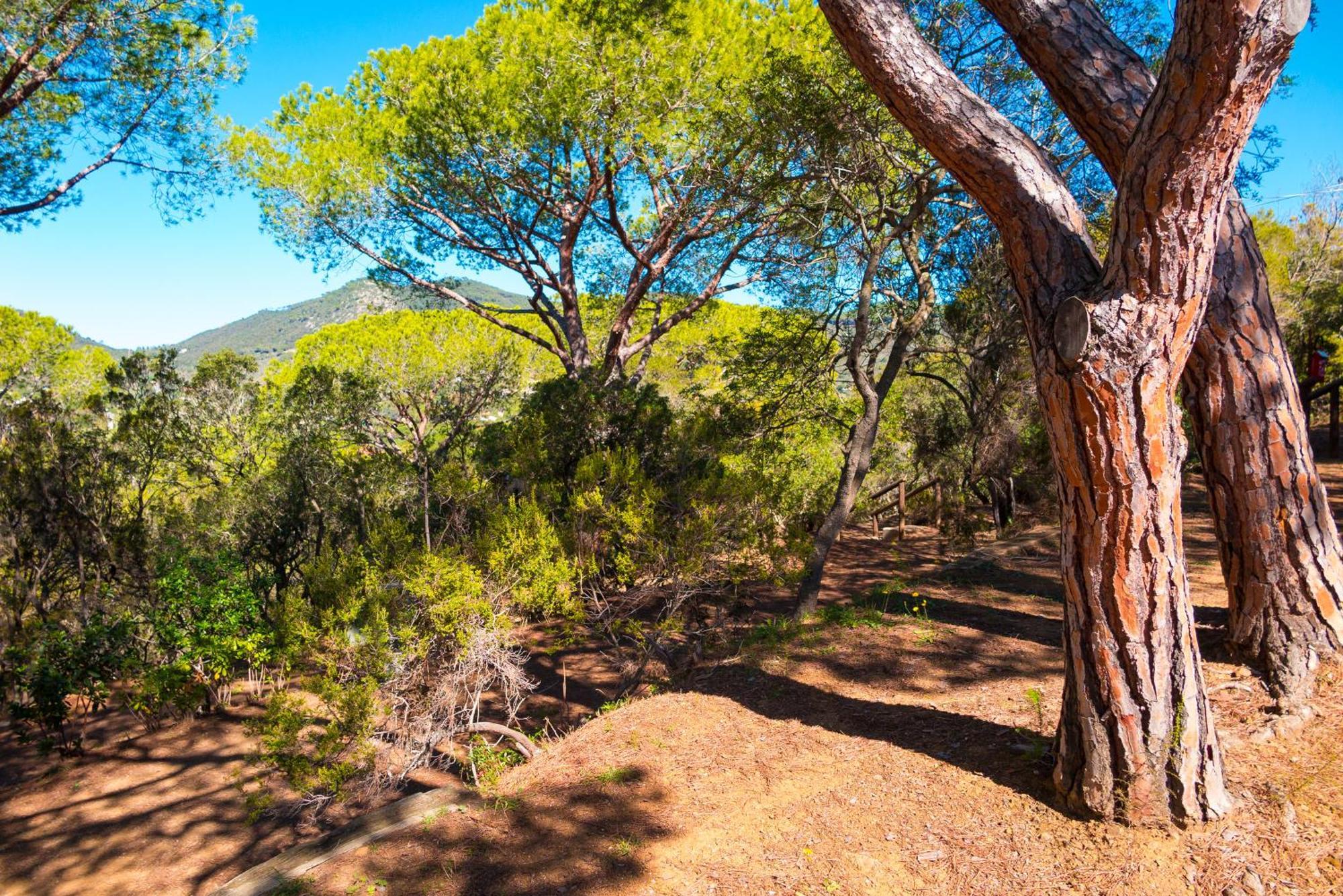 Camping Lacona Pineta Capoliveri Kültér fotó